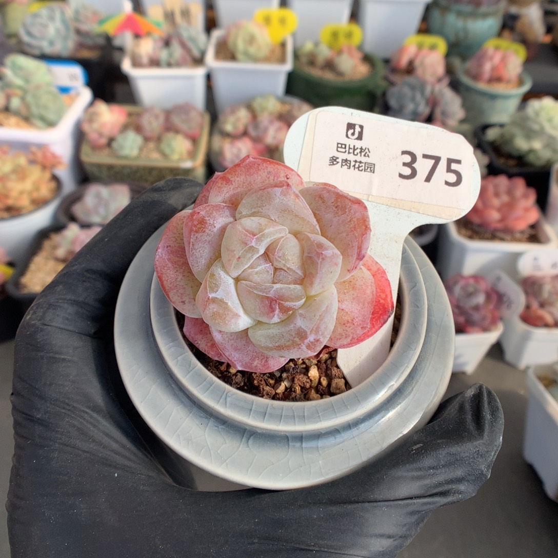 375 粉冰玉石化多肉