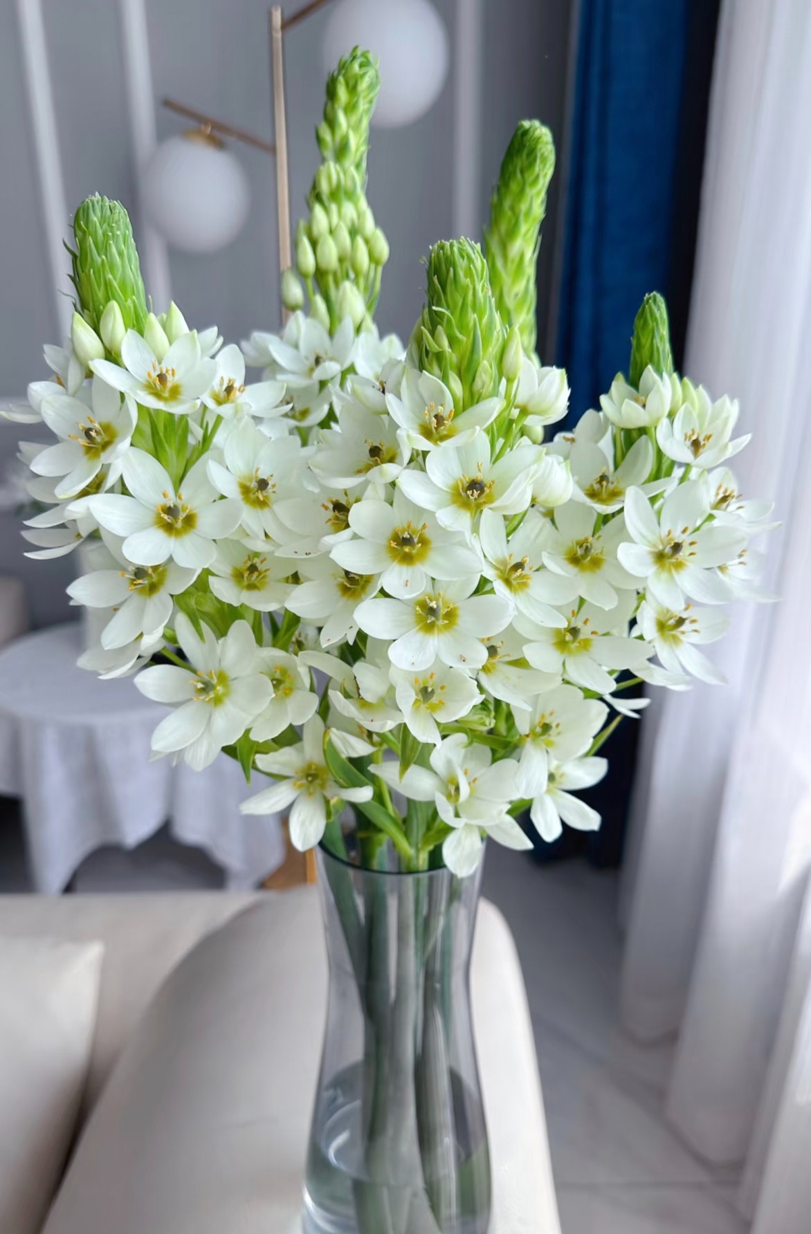 【圣心百合（无花瓶）】 栽培产品温馨精致又可爱