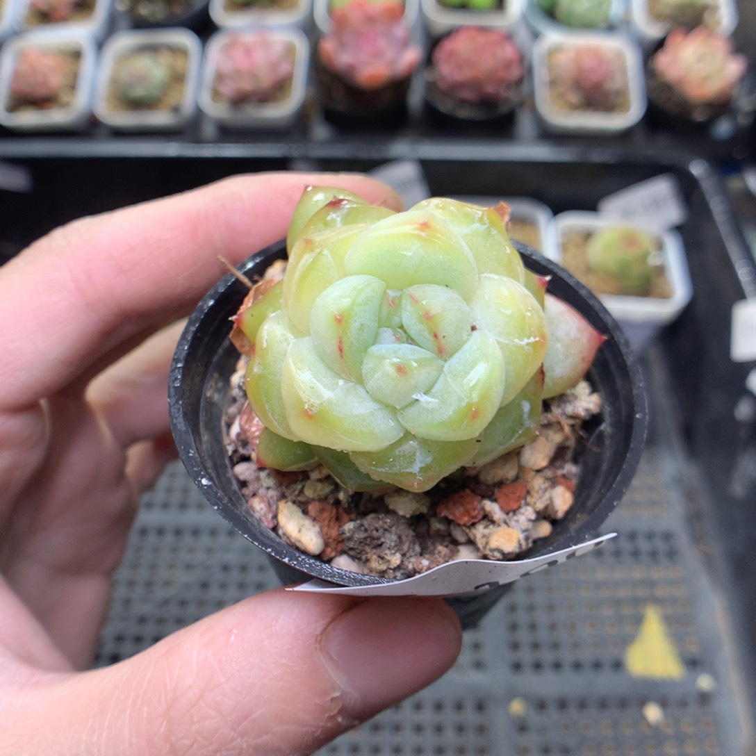 X190y y y y y y y y y