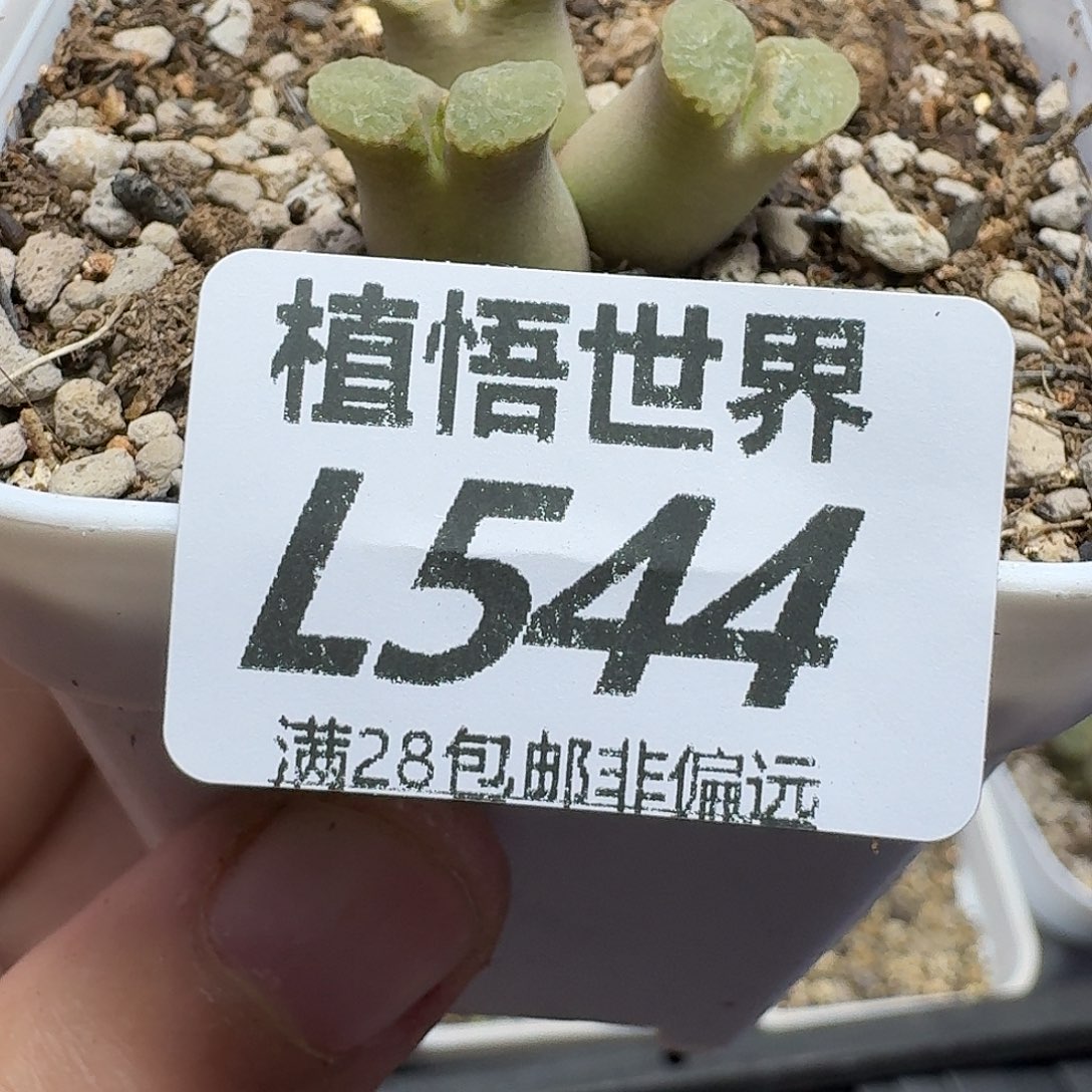 多肉植物的人生fgb