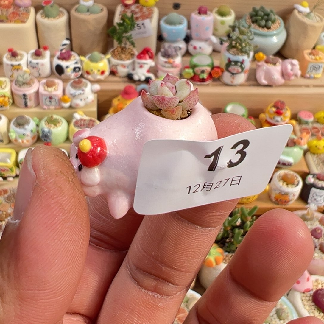 多肉植物13号换粉色生石花