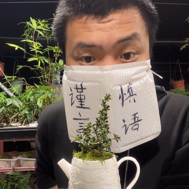 以实际为准盆景绿植盆栽58