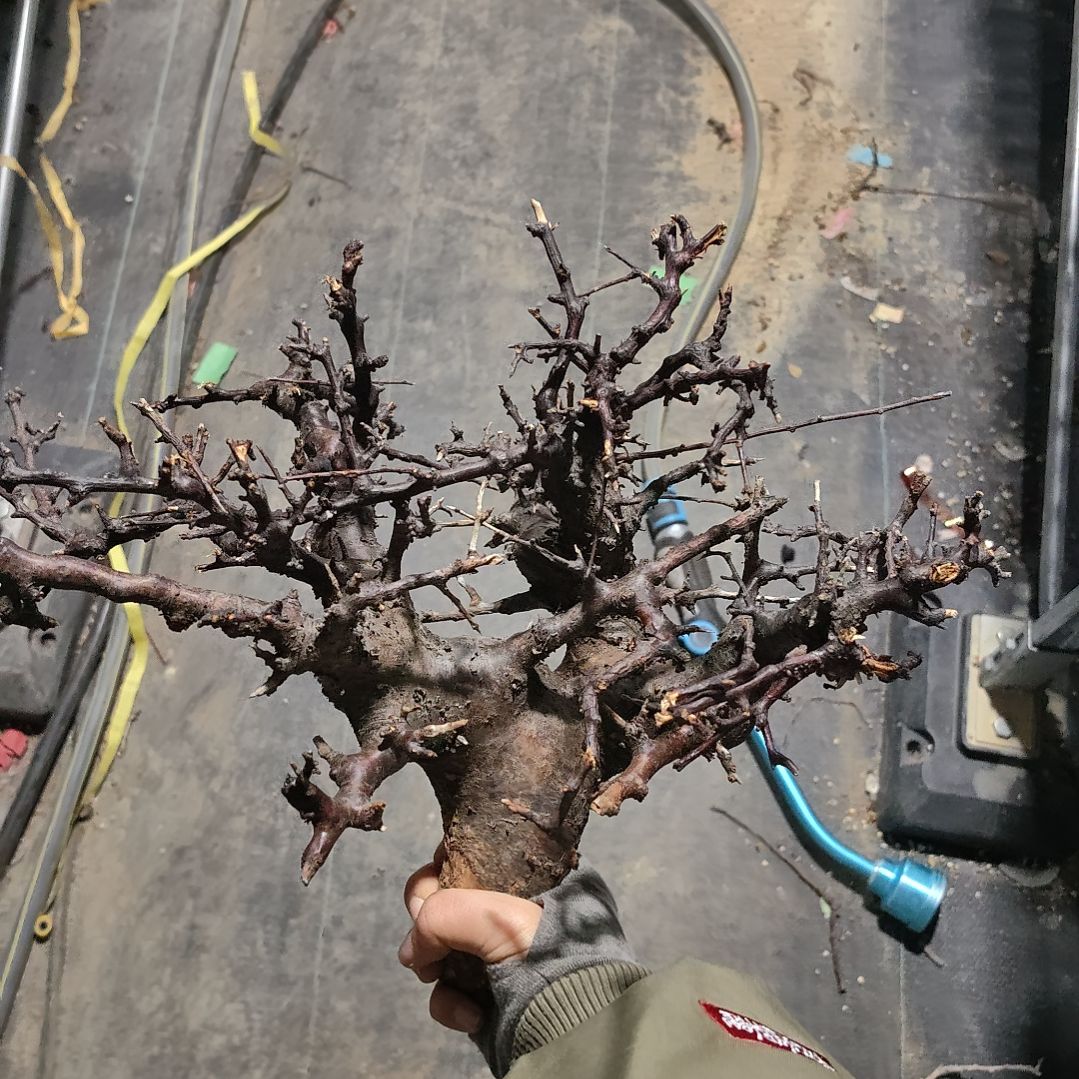 产地黑皮博然恩斯