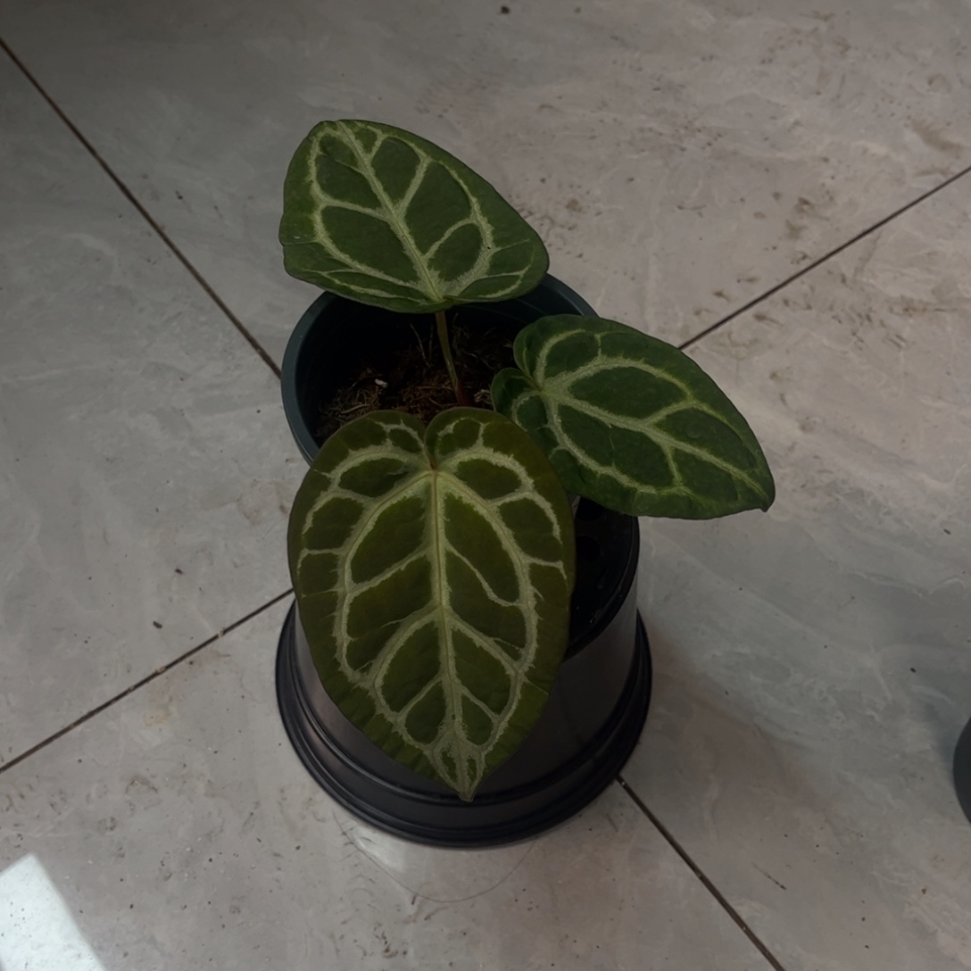 不开花植物辐射纹杂小钻石468