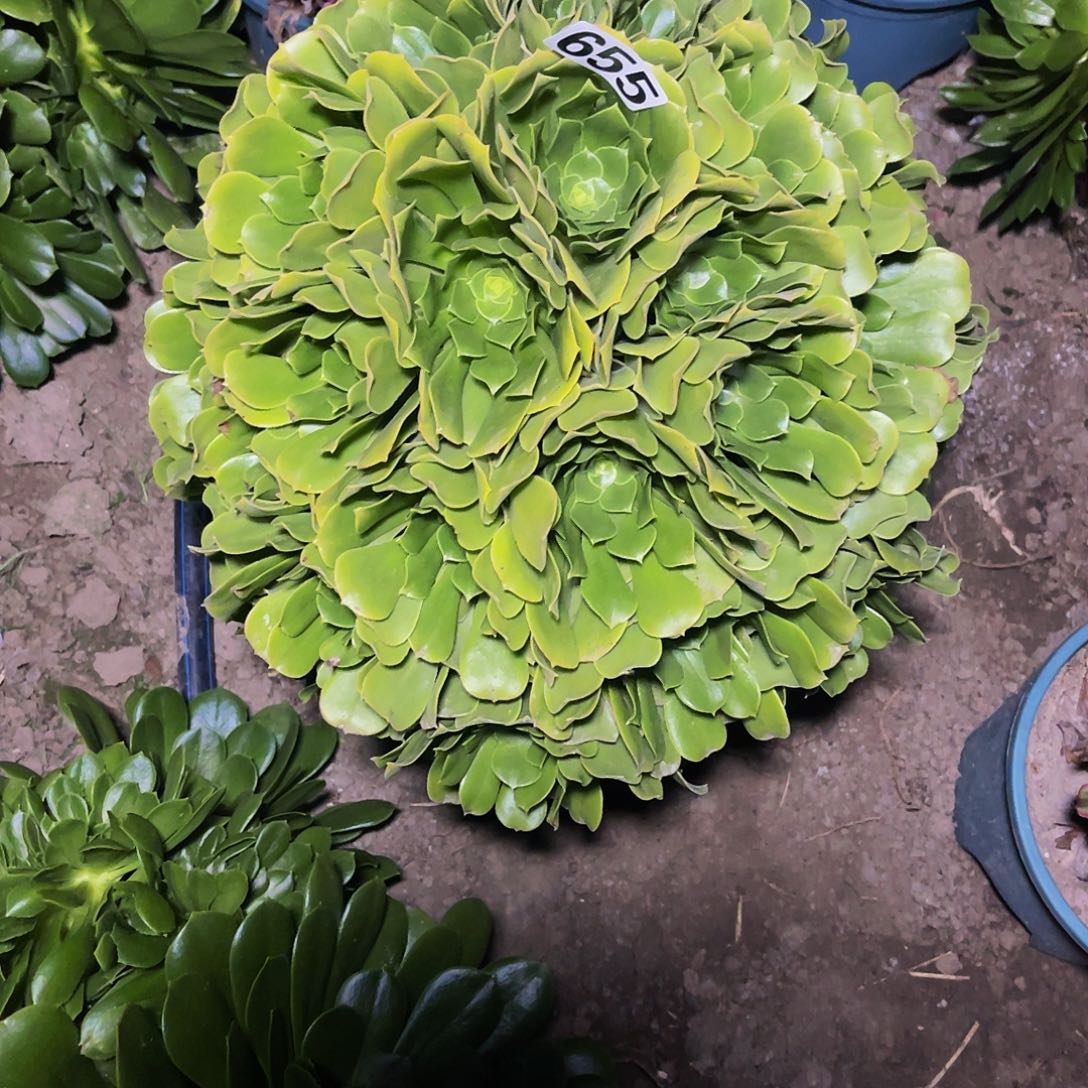 绿杨蓉法师13/7包邮法师