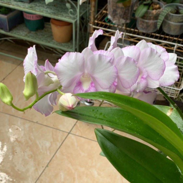 秋石斛雅典娜大花型仙气飘飘