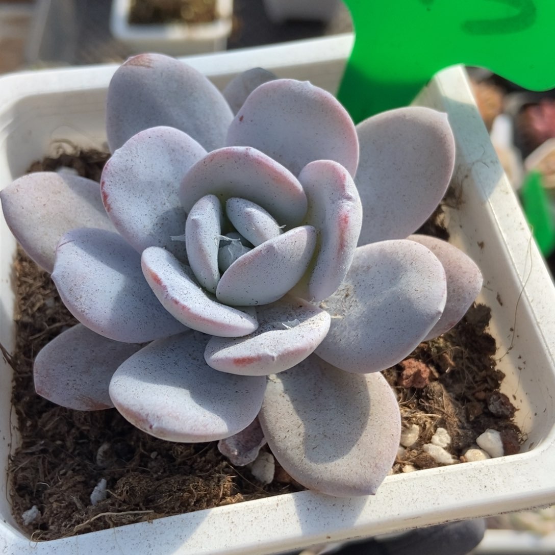 673雪莲多肉植物保护