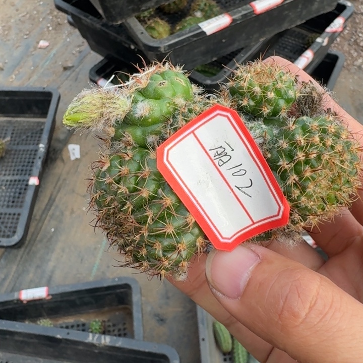 226丽花102群无根斑点侧牙无售后