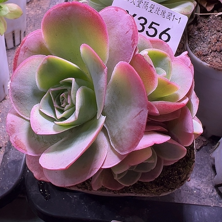 予***এ杨356 九天骄龙 福利