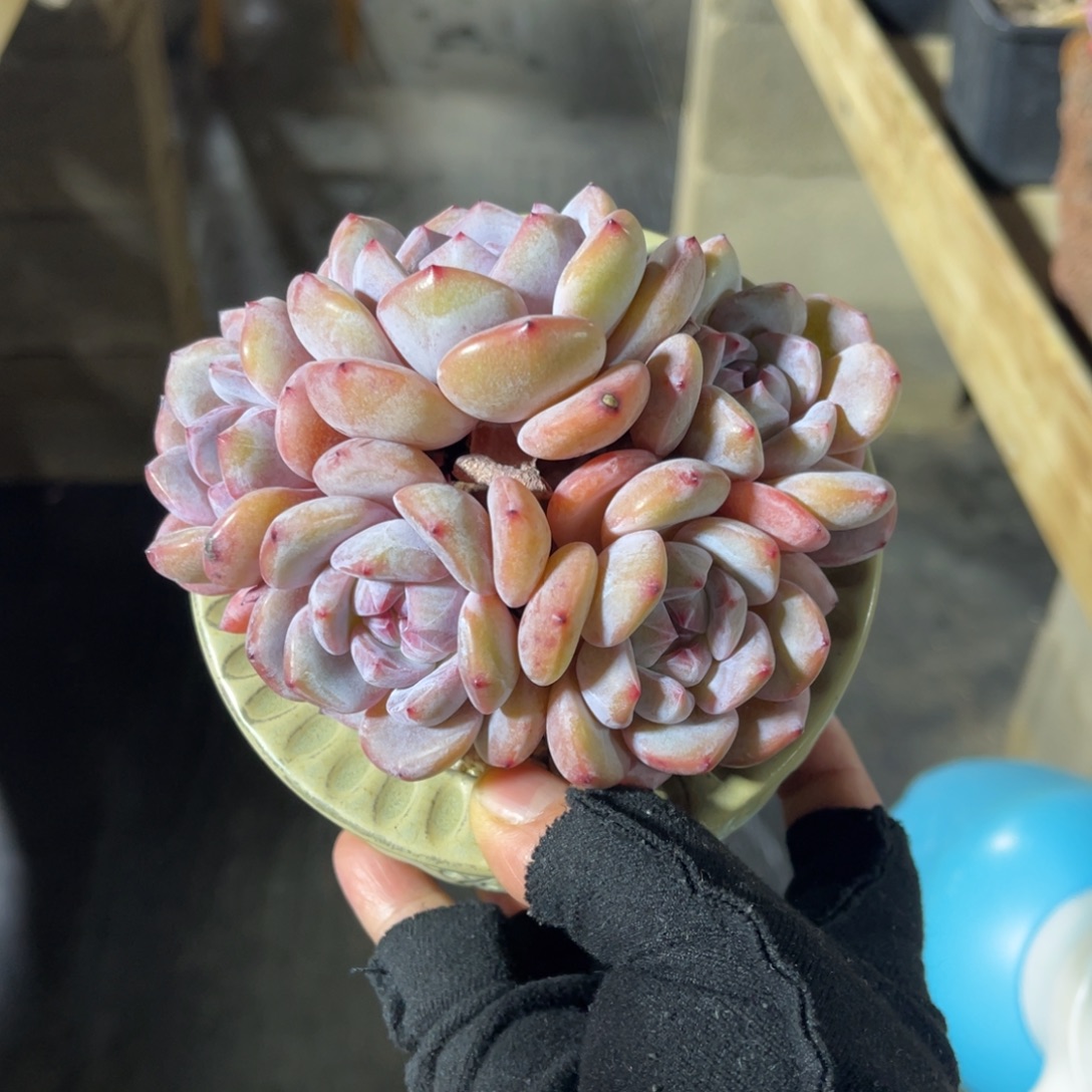 星影有摘 一物一拍不支持退换