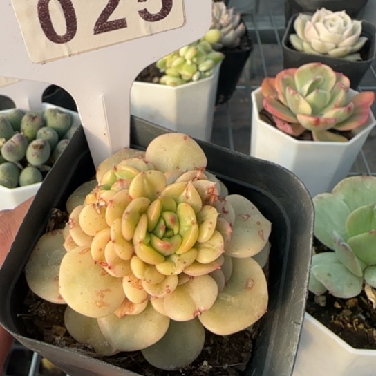 24辣牡丹锦 一物一拍多肉