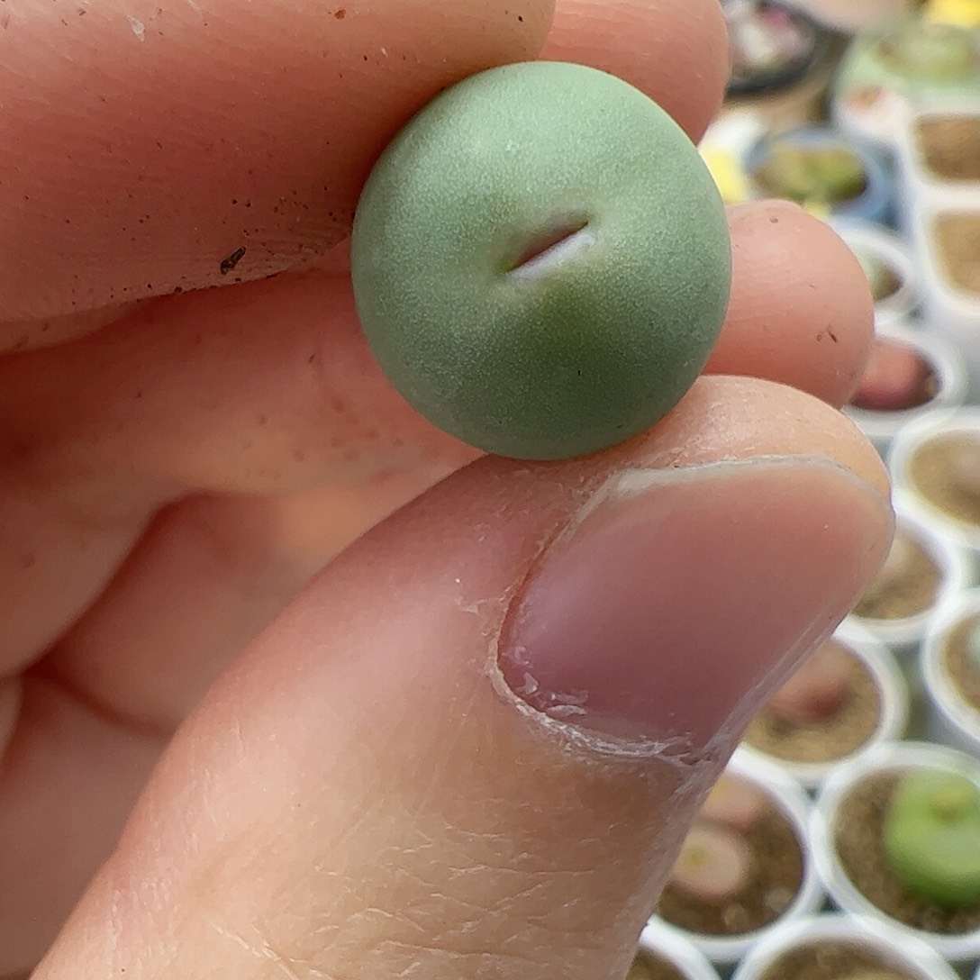 【闪购商品】353 粉嘴鸽子蛋