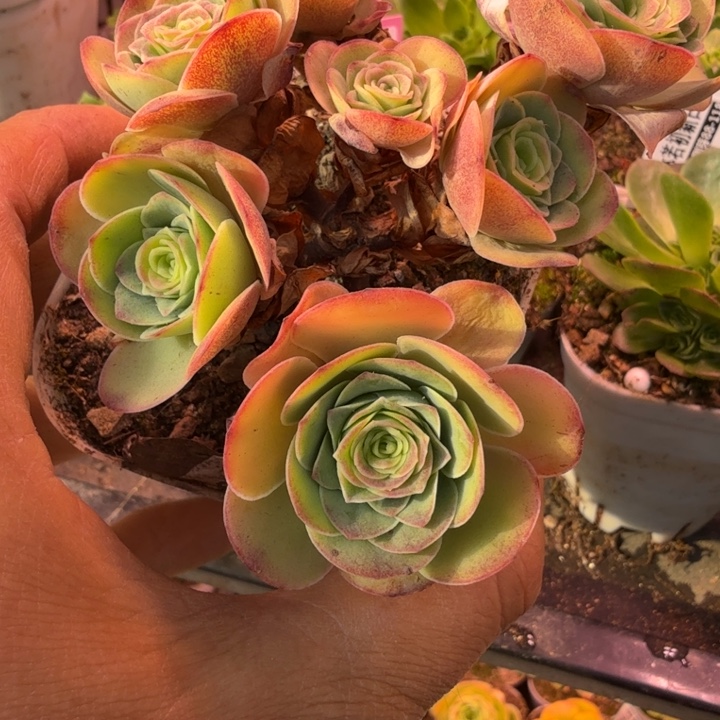 小***子CC608  好东西  CC私藏  不知名