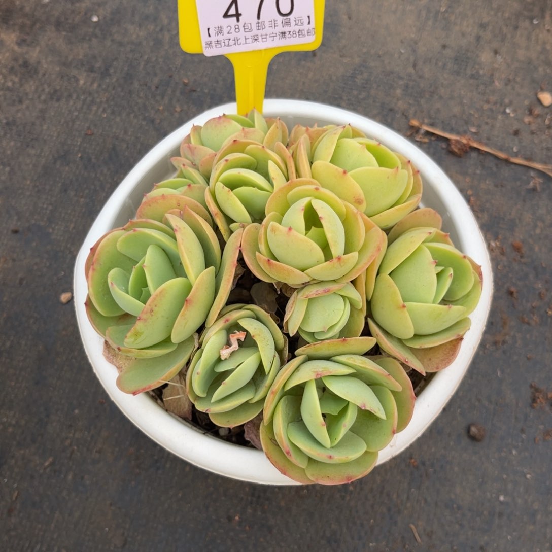 云尘多肉一物一拍470