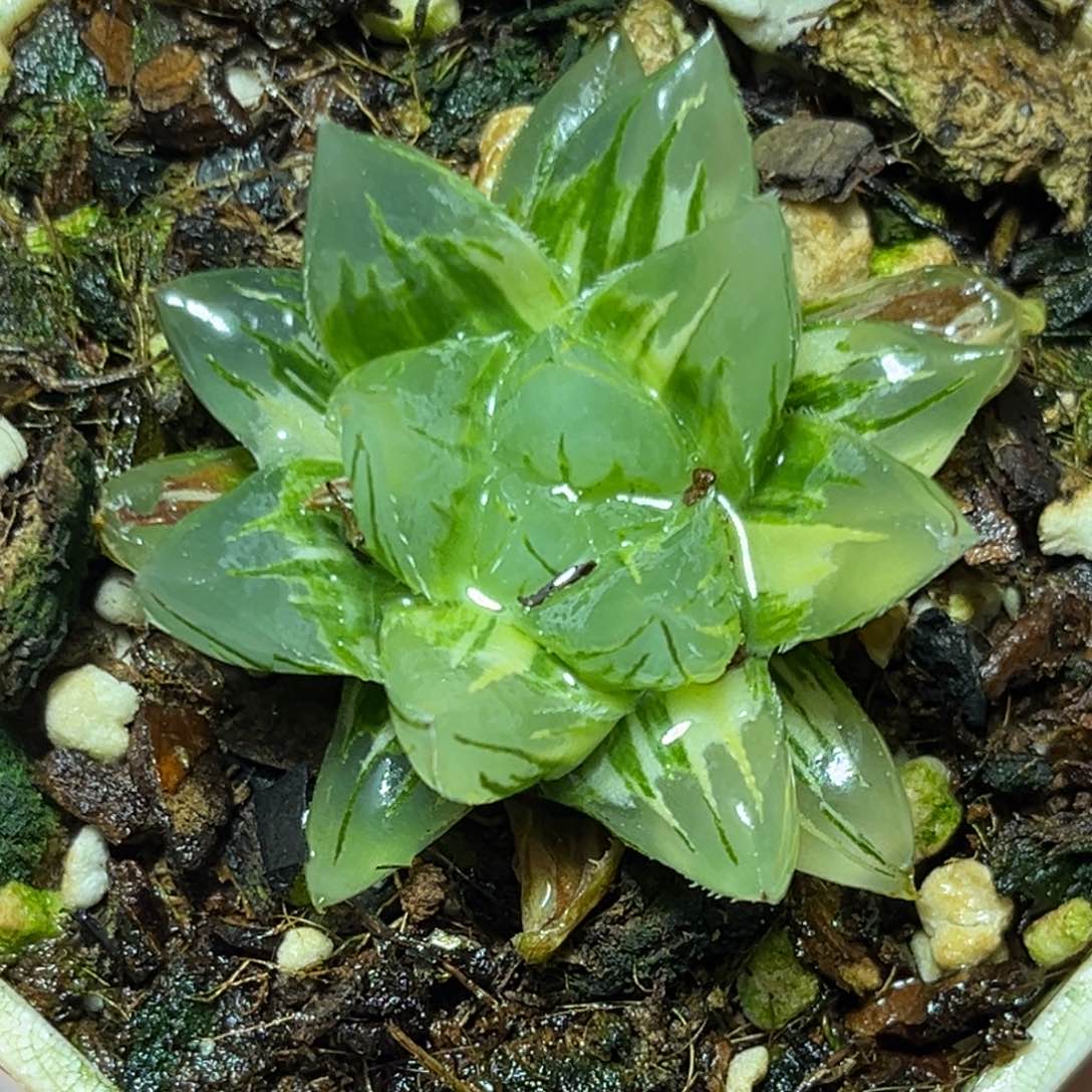 恭喜发财大吉大利0041