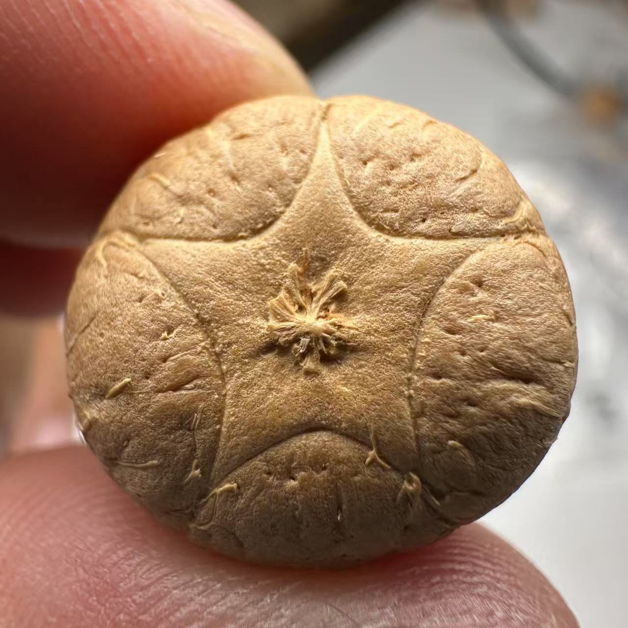 尼泊尔五星菩提，尺寸18，sss系列，货号101