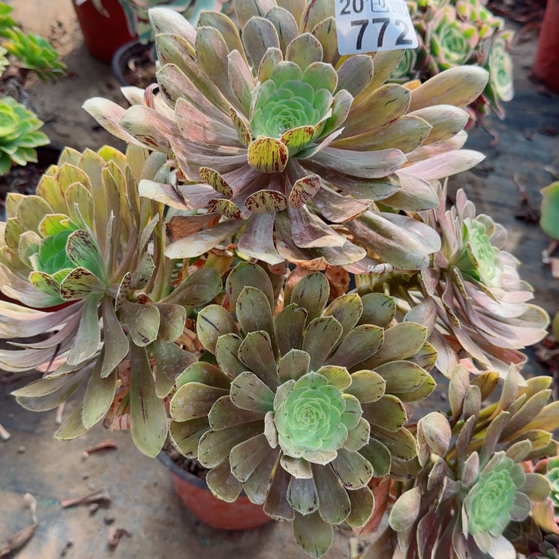 金缕多肉772满20包邮断枝不包