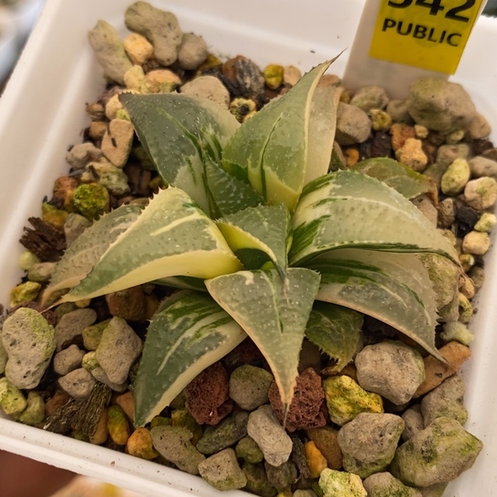 542号芭提雅锦带盆