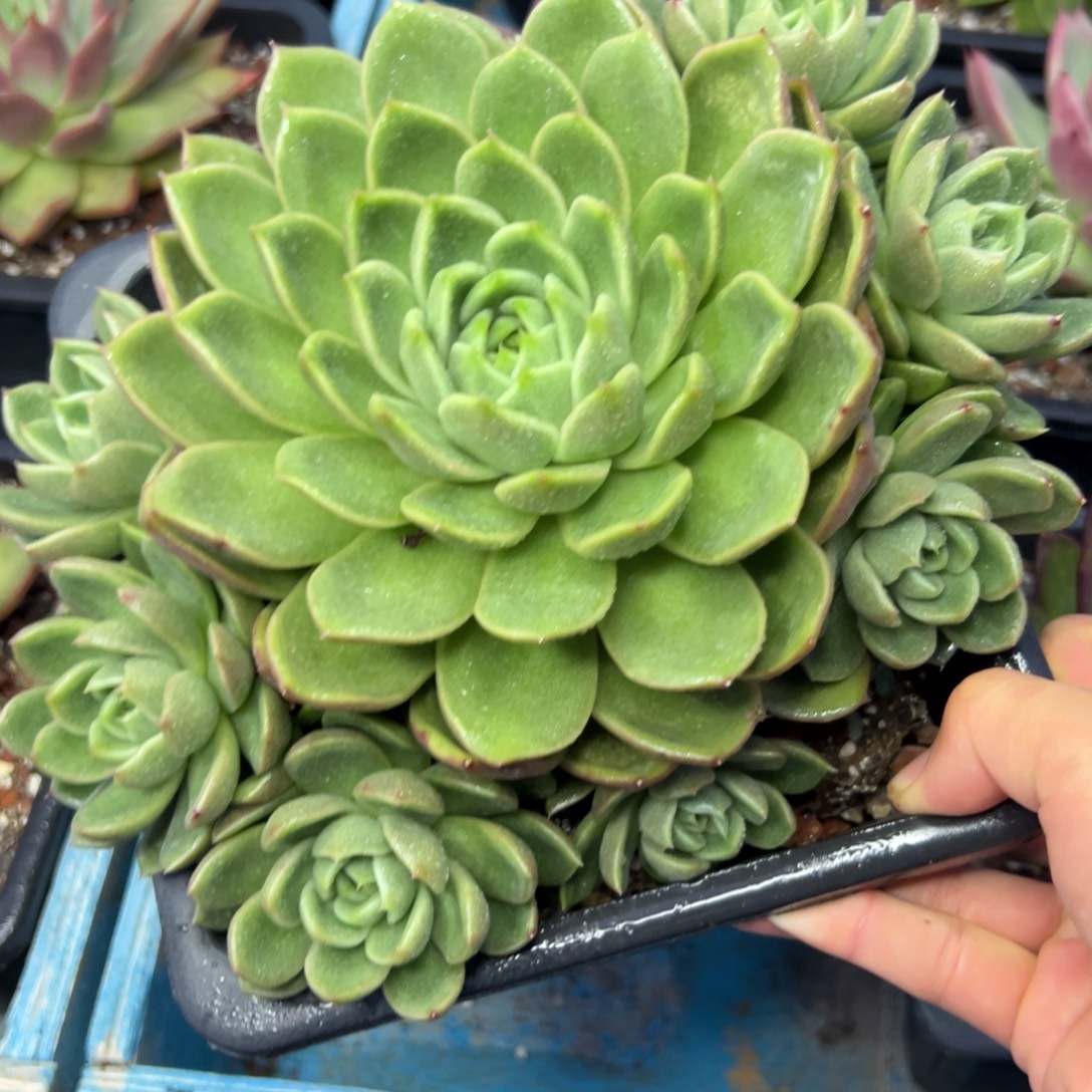 多肉植物一物一拍013