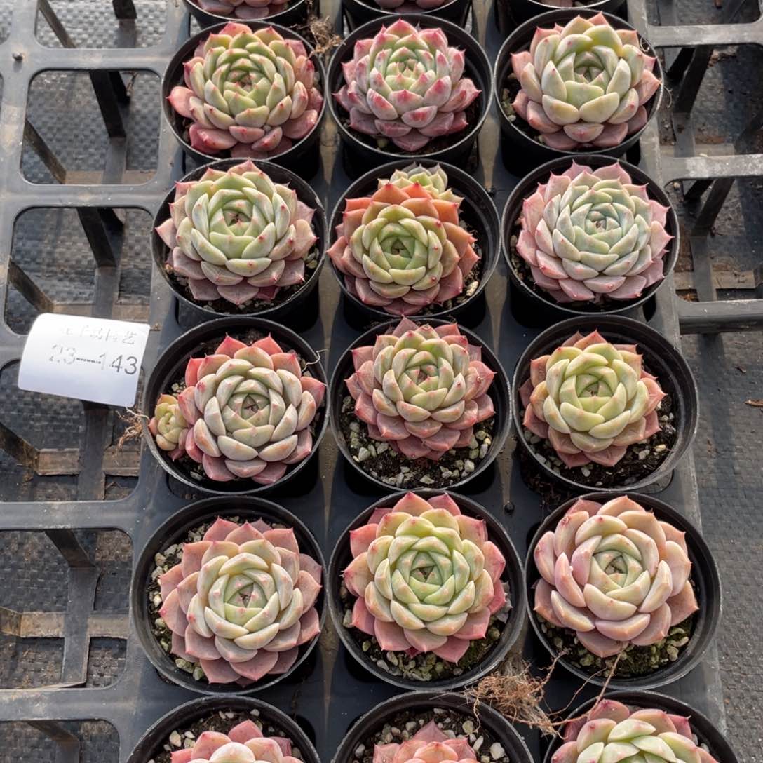 一物一拍18颗23-143