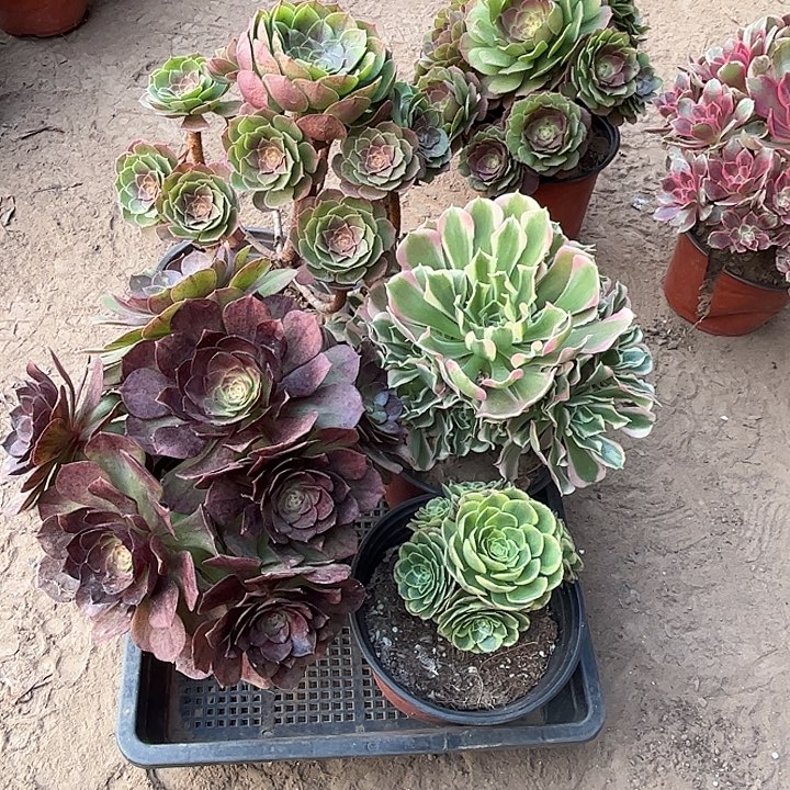 998多肉植物瑕疵特价，