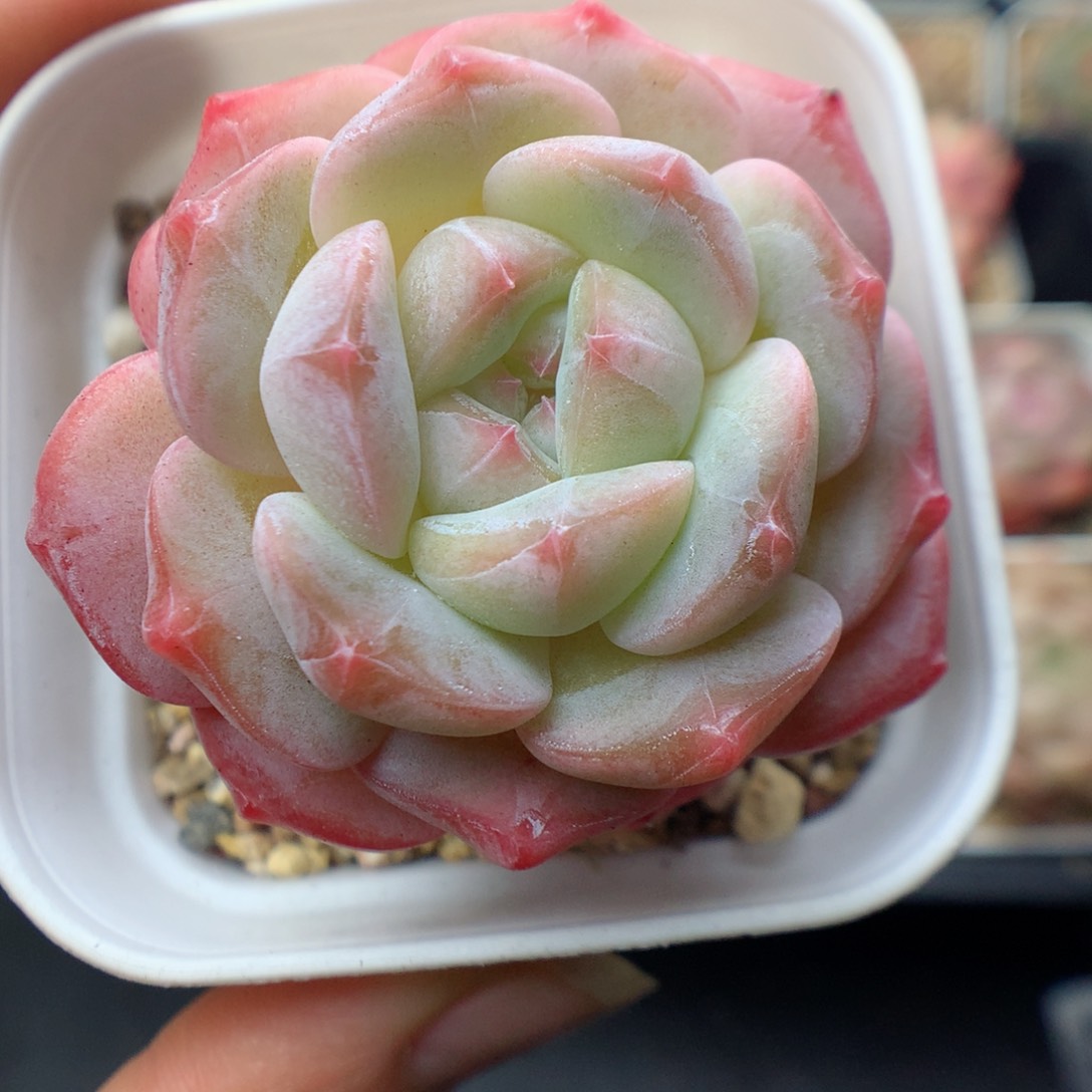 多肉植物。 糖心23