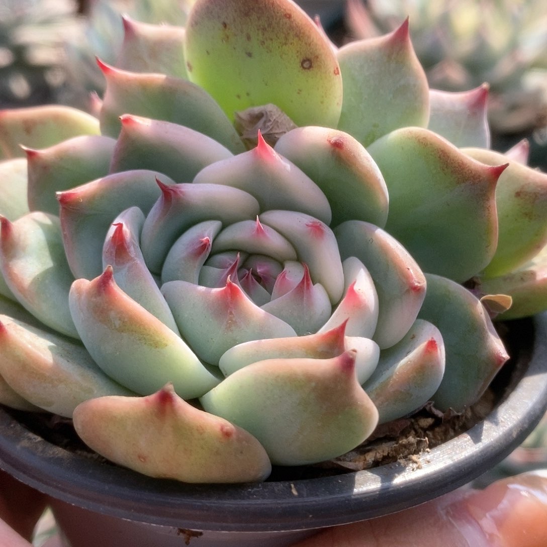 046半覆轮锦锦锦锦锦