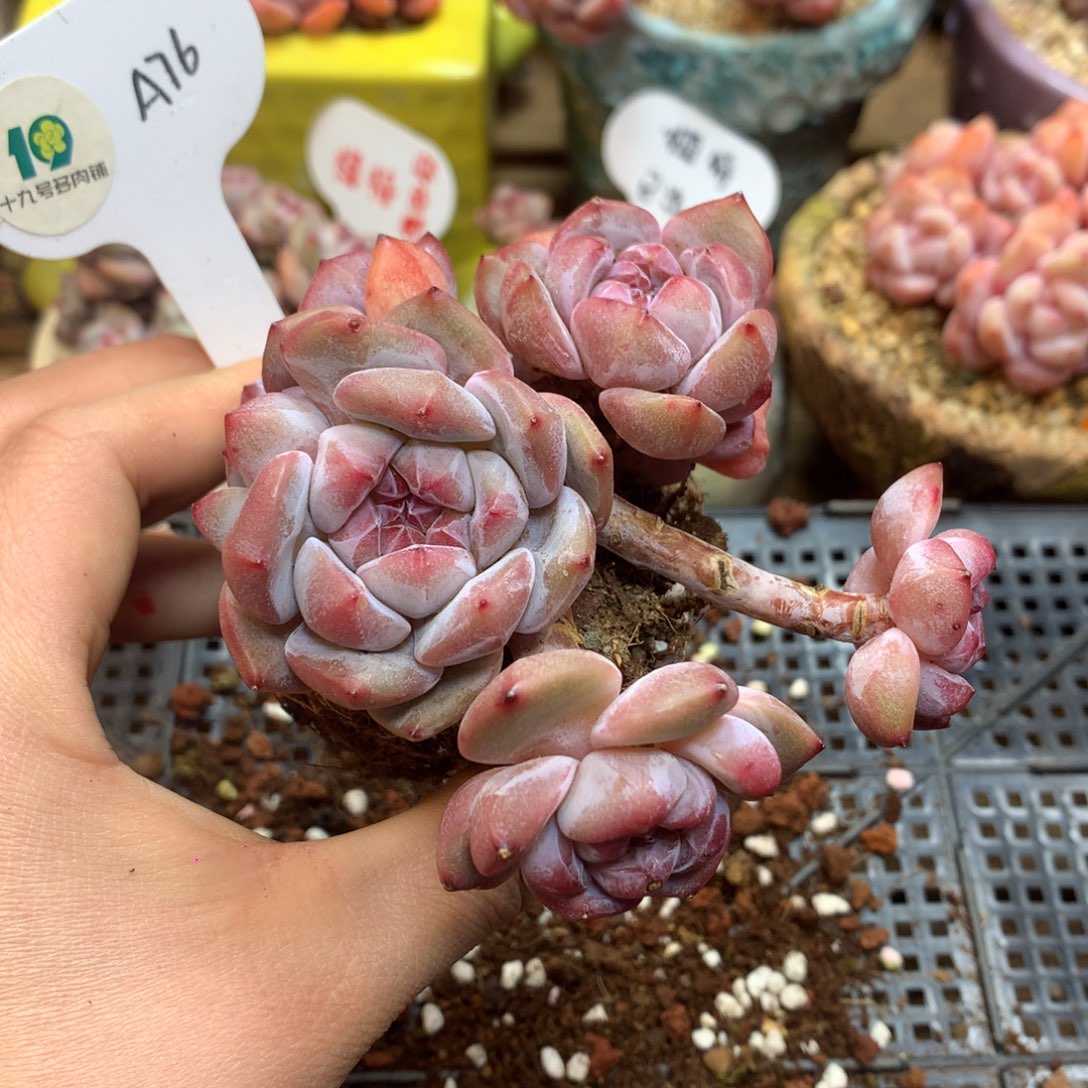 A76 突尼斯 模特同款 新年开播福利