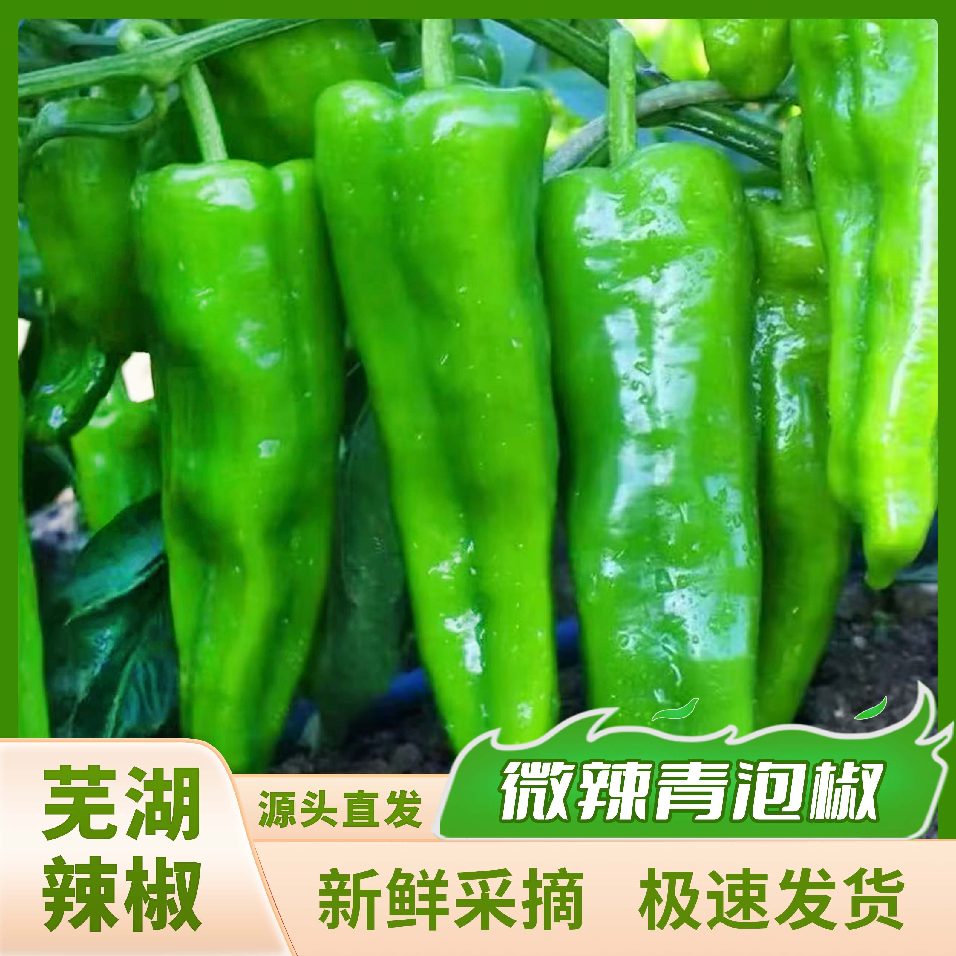 jas芜湖青椒-新鲜采摘青辣椒口感脆嫩青泡椒可做辣椒酱农家自种