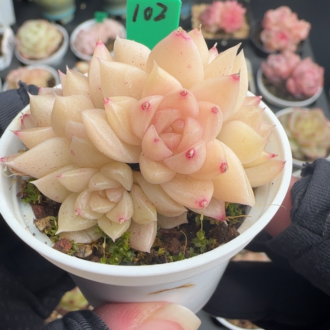 多肉102  麦秆不包整  5厘米盆h