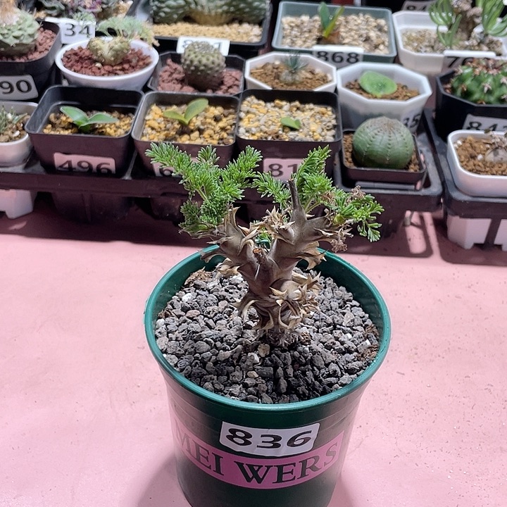 836出云杨葵块根，