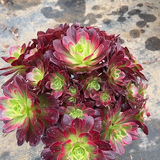 多肉植物安娜锦35