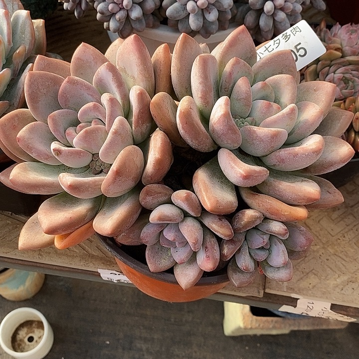 小七夕多肉奥普05