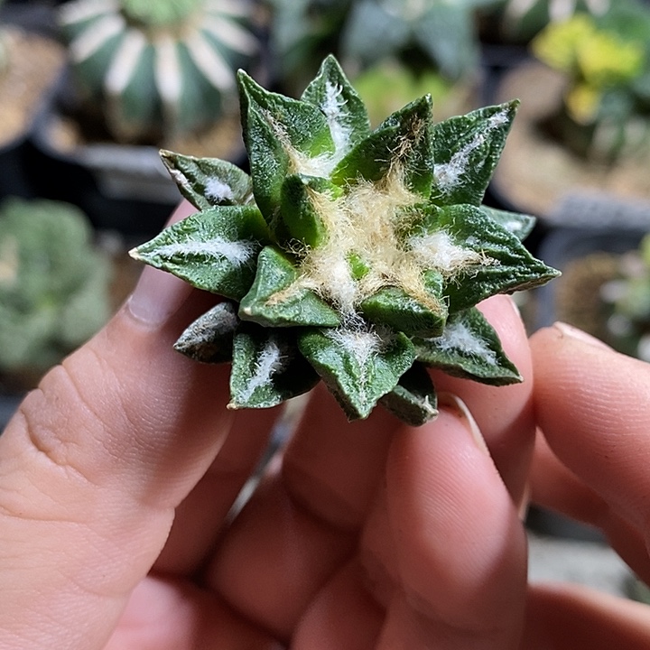 苗落龙角勃氏牡丹。331号