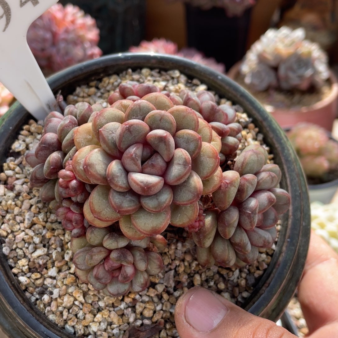 194葡萄不带盆9厘米