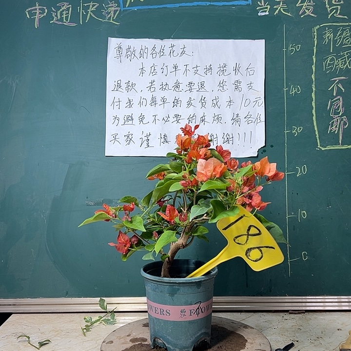 完全开放 不甜西瓜 粗杆  186