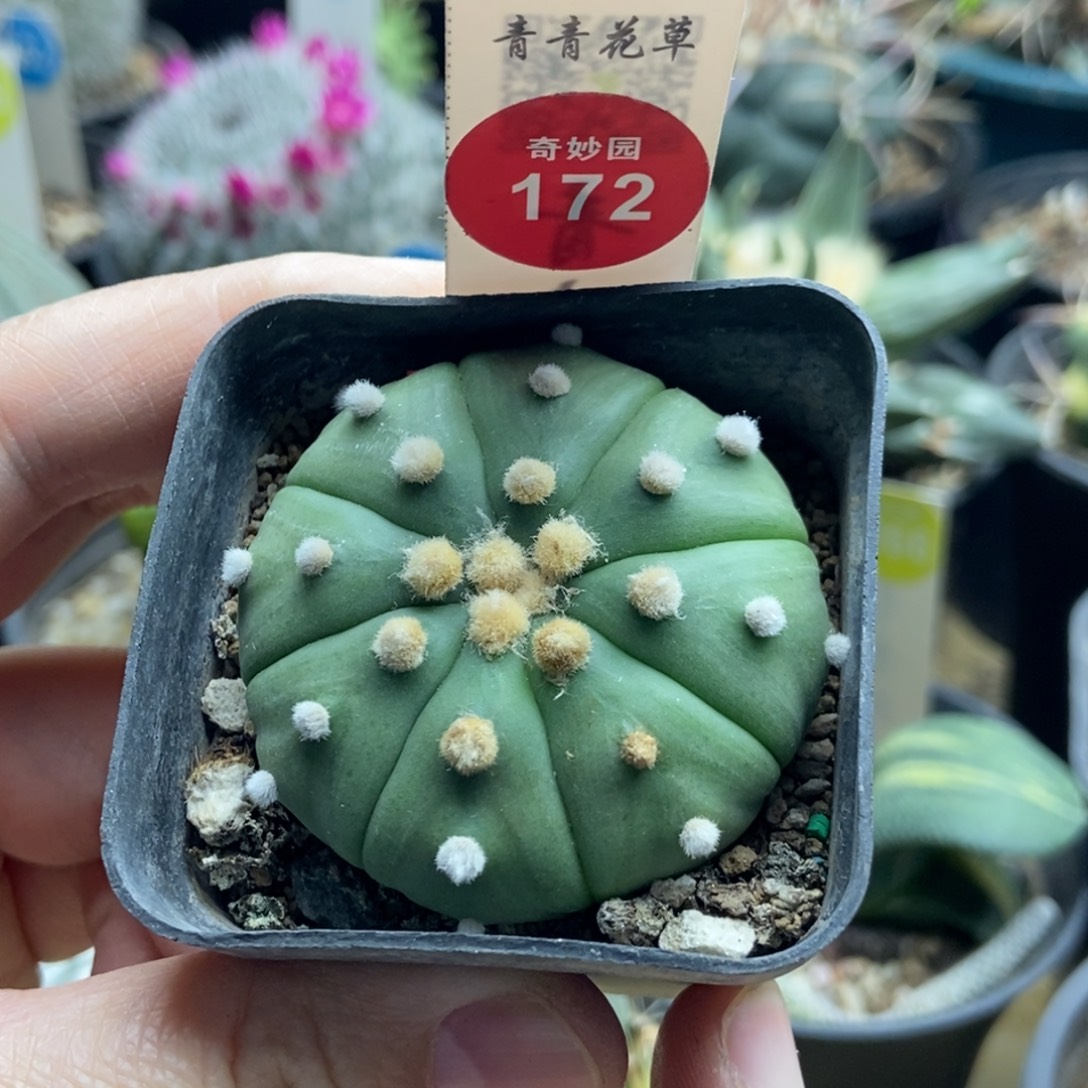 实生高绒指纹兜一棵仙人球