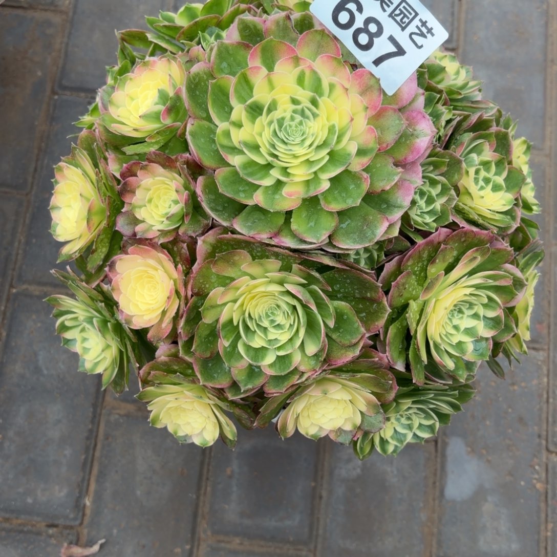 大***创海仙儿老桩687肉肉肉肉