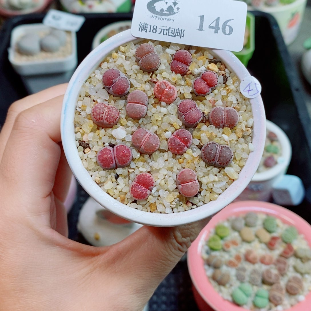 生石花花花花花花146