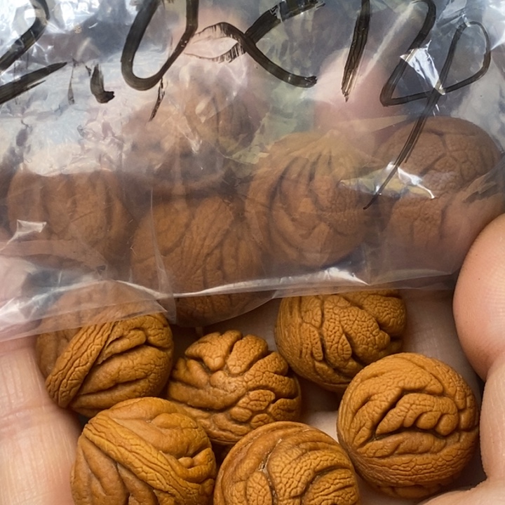 吊坠桃核秦岭山野生桃核