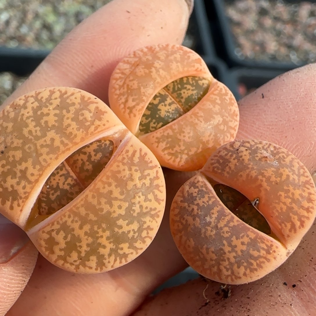 624三颗00000000000