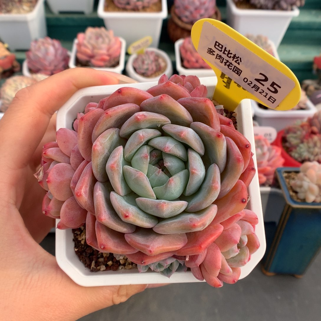 25七头糖心B06多肉植物