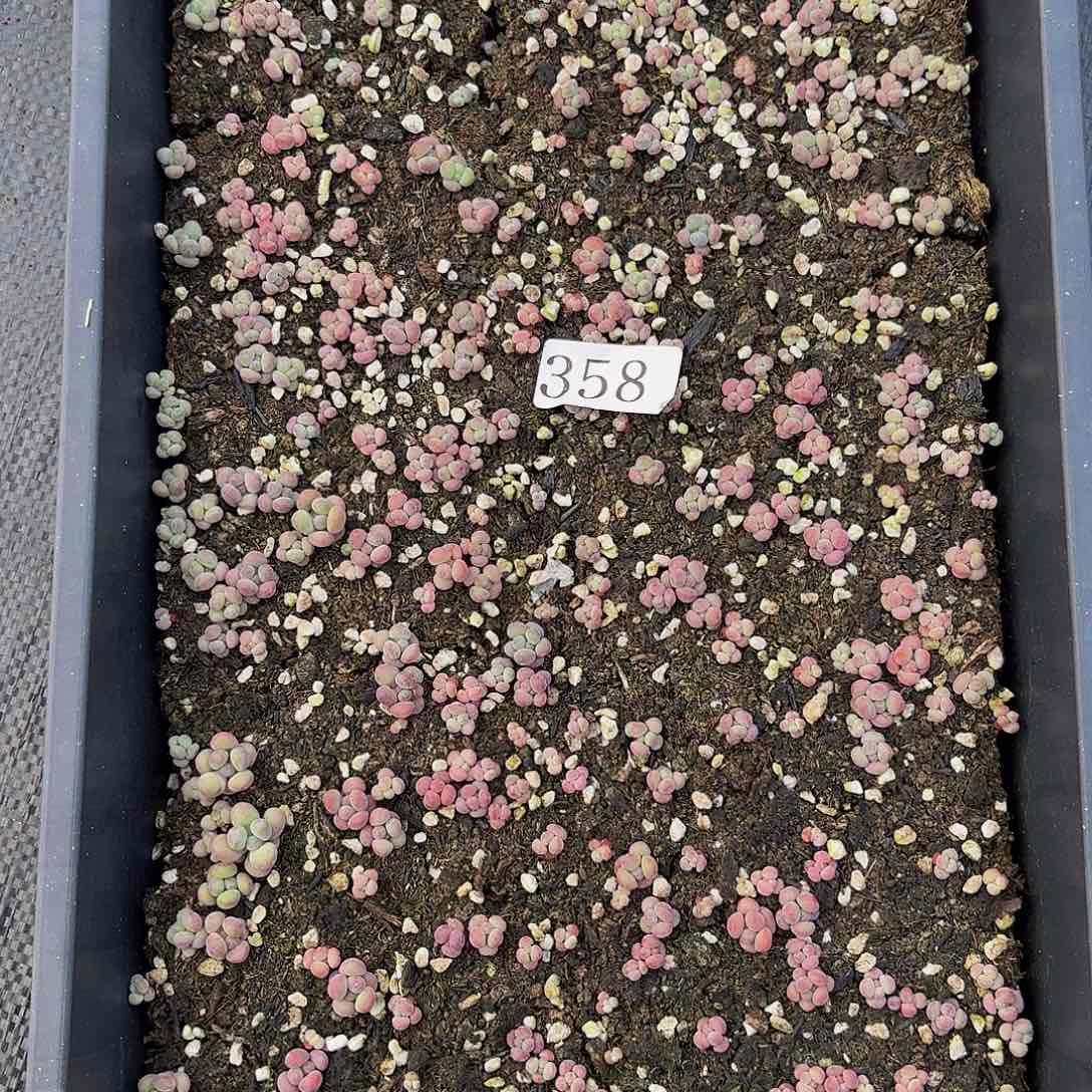 木*～多肉植物多肉植物358