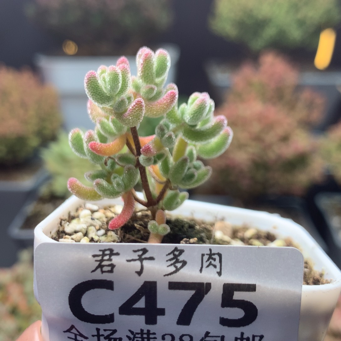 c475冰晶枝干番杏