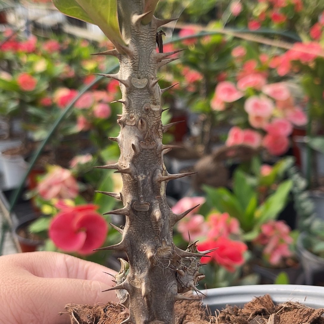 心***态虎刺梅-金色画框88（21号）