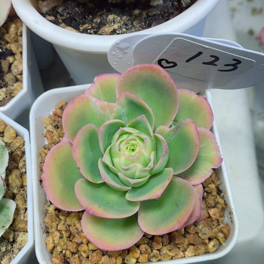 桃帕。      拉丝纹。123。