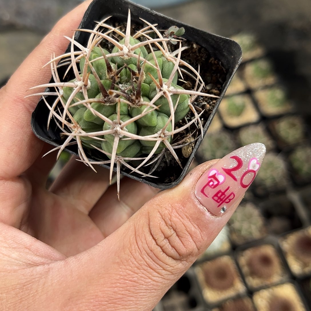 包刺碧岩玉单头发货有根