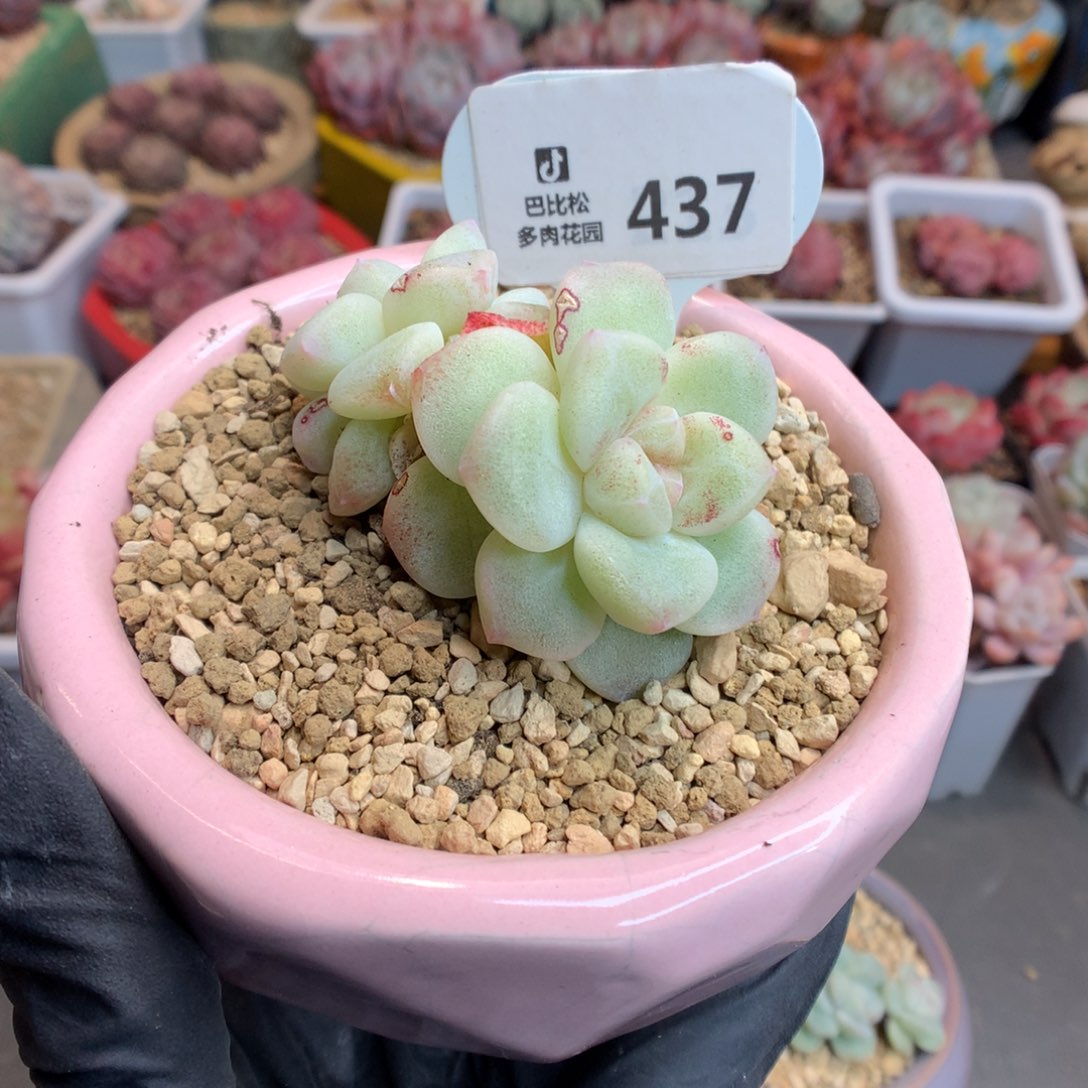 反*序437 冰玉石化多肉