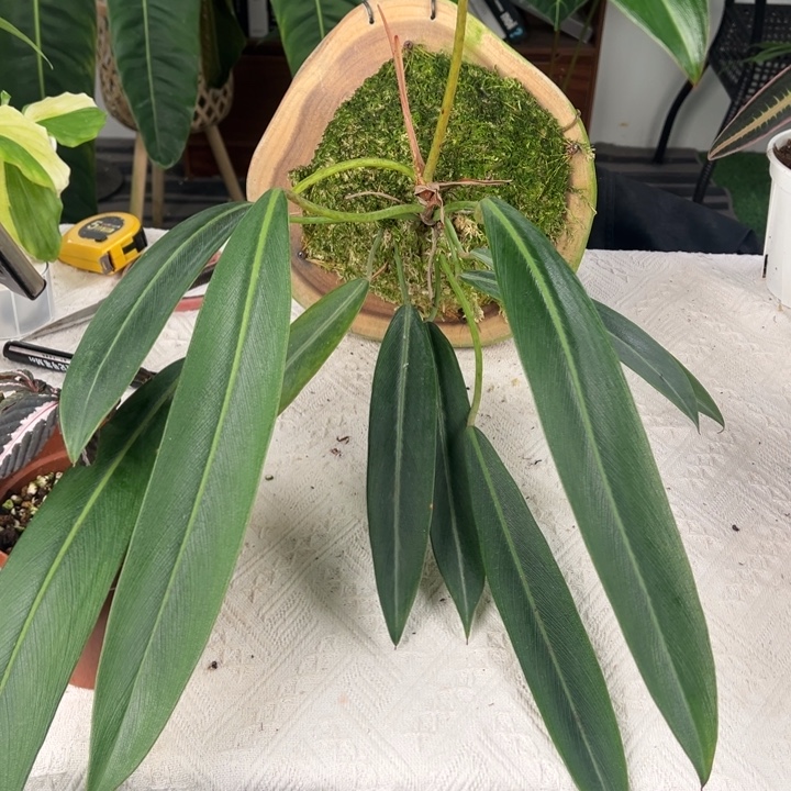 不开花植物硬枝羽毛板植