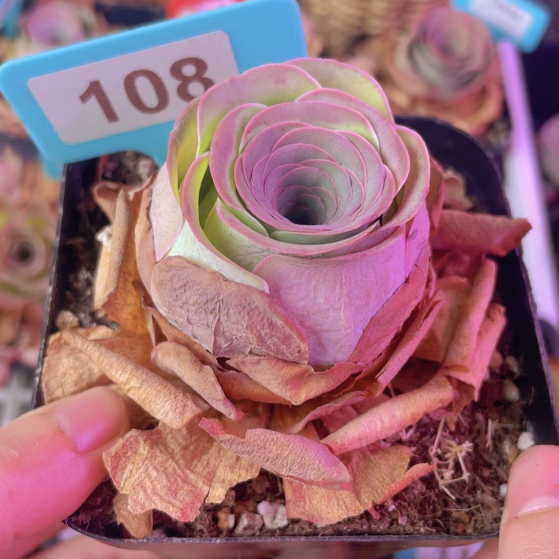 单品一物一拍108号